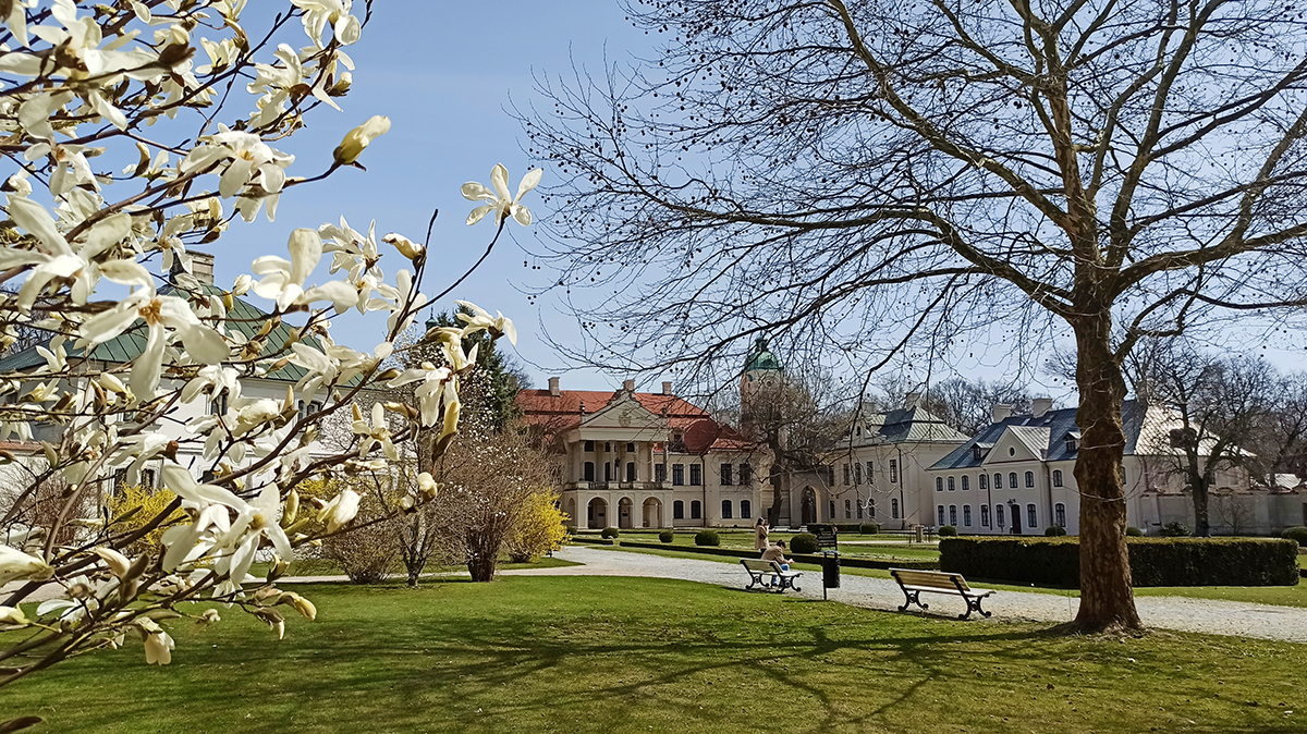 Kolorowa fotografia przedstawiająca wiosenny dziedziniec główny przed pałacem Zamoyskich w Kozłówce. Na pierwszym planie, po lewej stronie rozkwitnięte wiosenne krzewy: biała magnolia i żółta forsycja. W głębi zdjęcia okazały piętrowy pałac pokryty czerwonym dwuspadowym dachem z wieżą po prawej stronie oraz prostopadle ustawionymi do niego dwoma budynkami o jasnej elewacji i zielonym mansardowym dachu.