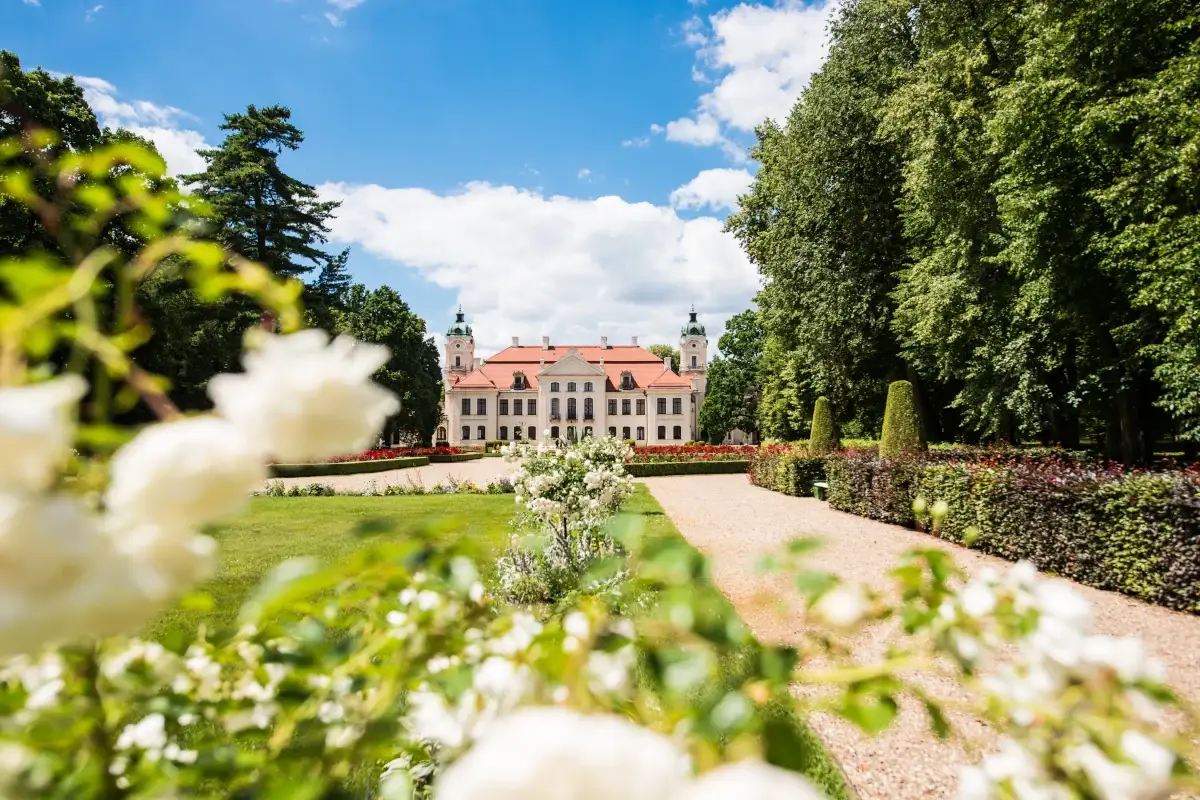 Widok na elewację ogrodową pałacu w Kozłówce
Na zdjęciu widok ogrodu prowadzącego do pałacu. Kadr jest szeroki, wykonany w słoneczny dzień.
W centrum, w głębi, stoi jasny, symetryczny pałac z czerwonym, dwuspadowym dachem. Po obu stronach bryły wznoszą się dwie niewielkie wieże zakończone kopułkami. Fasada ma rzędy prostokątnych okien; na osi środkowej widoczne jest główne wejście i niewielki taras lub schody.
Od dolnej krawędzi zdjęcia w stronę pałacu biegnie jasna, żwirowa aleja, lekko skręcająca w prawo. Po jej bokach znajdują się niskie, starannie przycięte żywopłoty oraz pasy rabat kwiatowych w czerwonych odcieniach. Po lewej stronie alei rozciąga się trawnik.
Pierwszy plan jest częściowo rozmyty: z lewej i u dołu kadru widać białe kwiaty i zielone liście, jakby fotografował zza krzewu. Po prawej stronie kadru rośnie gęsty szpaler wysokich drzew, tworzących ciemnozieloną ścianę. W tle, ponad pałacem, niebo jest intensywnie niebieskie z dużymi, białymi chmurami.